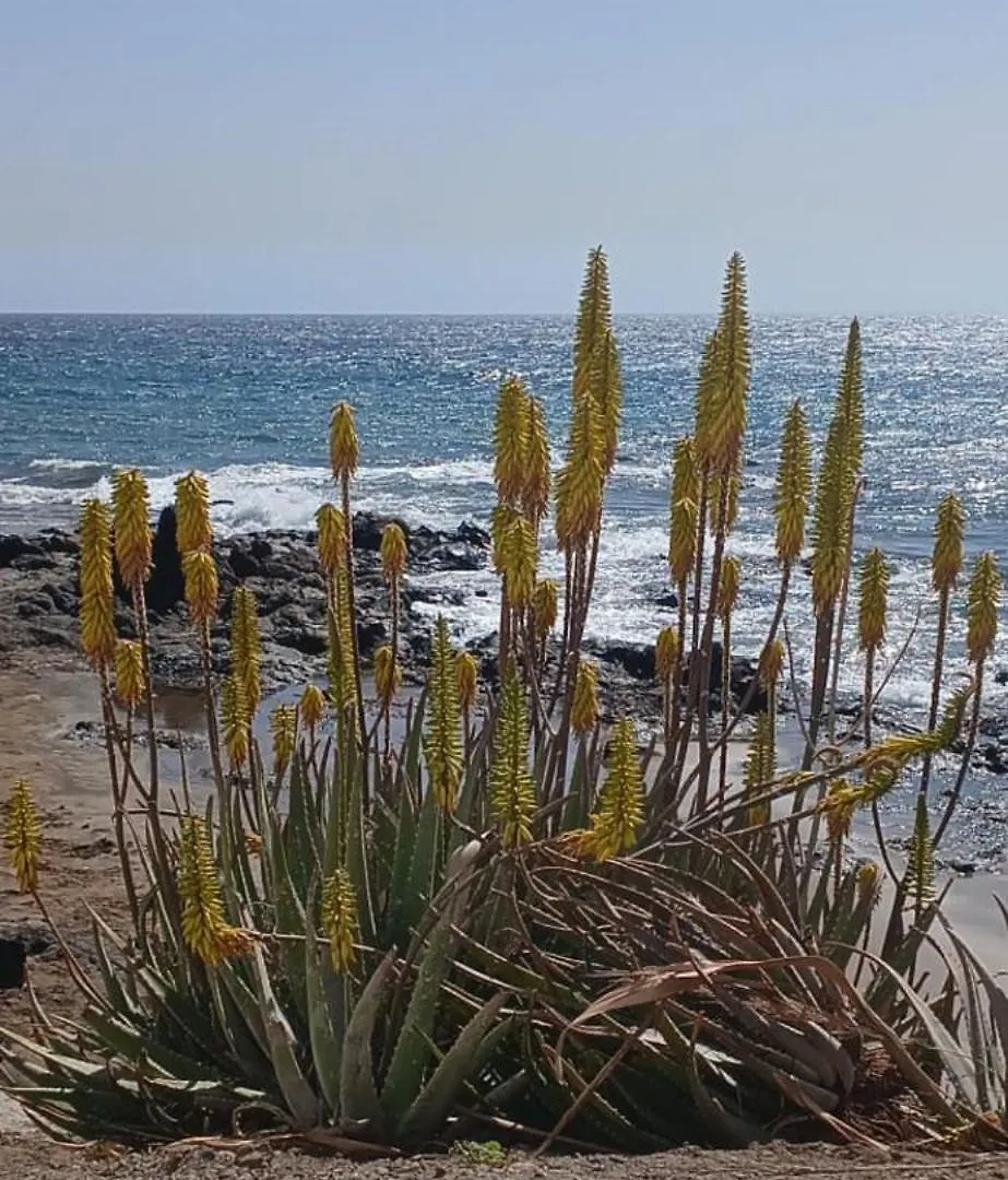 Casa Florida Villa Puerto del Carmen  Spain